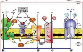 پاورپوینت فسفریلاسیون اکسیداتیو (ppt) 61 اسلاید