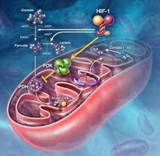 پاورپوینت متابولیسم کربوهیدرات ها (ppt) 35 اسلاید